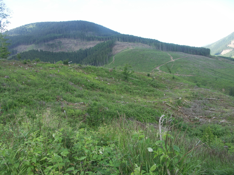 deforestation-- Ukraine 2